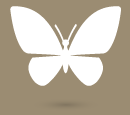mindofyourown-coachtraject-vlinder